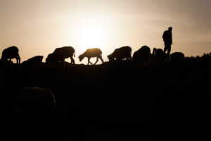 India Travel Photography - Ozzie Hoppe